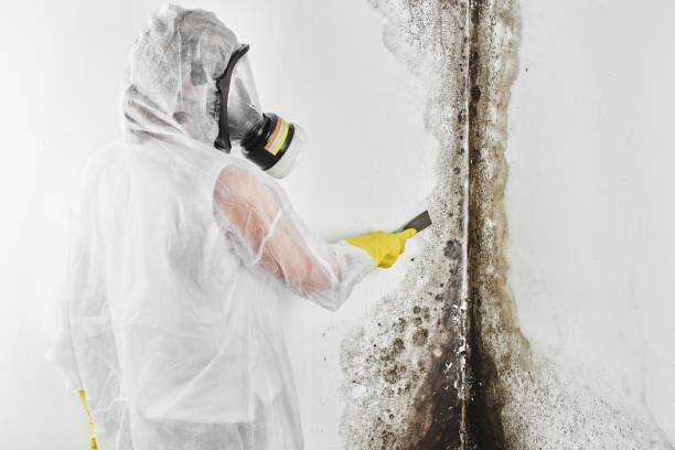 Best Mold Remediation for Specific Building Types in Atlantic, IA